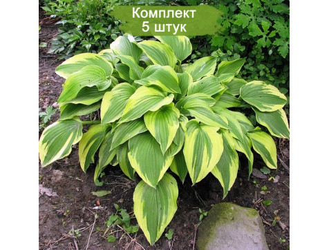 Комплект 5шт / Хоста Антиох (Hosta Antioch) Комплект 5шт / Хоста Антиох (Hosta Antioch)